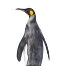 Back view of a King penguin looking up Royalty Free Stock Photo