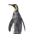 Back view of a King penguin looking up