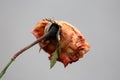 Back view of large dark red layered rose with completely dry shriveled petals growing on thorn filled stem on dark grey wall back