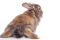 Back view of a lion head rabbit bunny lying