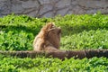 Back view of a lion sitting on a field