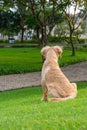Back view of fluffy golden puppy sitting in the park