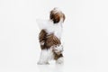 Back view of little puppy, cute white brown Shih Tzu dog stands on its hind legs isolated over white studio background. Royalty Free Stock Photo