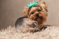 Back view of little yorkshire terrier with blue bow looking behind Royalty Free Stock Photo