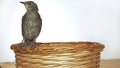 Back view of lovely bird common starling Sturnus vulgaris sitting on edge of wooden wicker basket on white background.