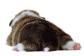 Back view of lovely puppy of dog welsh pembroke corgi lying sleeping resting, showing pink paws on white background. Royalty Free Stock Photo