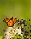 Back view of a magnificent Monarch butterfly as it sips nectar Royalty Free Stock Photo