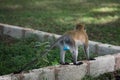 Back view of male vervet monkey with blue scrotum Royalty Free Stock Photo