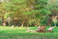 Back view of male waiter prepare deck chairs for customers to sit and relax in the garden. Summer vacation in green surroundings.