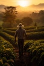 back view of man in hat walking by agricultural field, farmer walk by farm with fresh plants, person inspecting farming