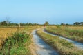 Back view of man running and exercising on the path through the rice fields Royalty Free Stock Photo
