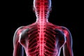 Back View of Mans Skeleton, Anatomy and Structure of the Human Spine, human spine and spinal cord in red, xray, AI Generated Royalty Free Stock Photo