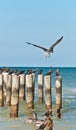 Brown pelican trying to land on a wood piling Royalty Free Stock Photo