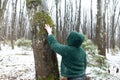 Back view of middle-aged woman standing, touching green moss on trunk of tree with hand in park forest in snowy winter. Royalty Free Stock Photo
