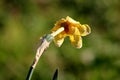 Back view of Narcissus or Daffodil bulbiferous plant with partially dried shriveled bright yellow flower