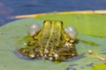 Back view green frog rana singing with inflated blowing bubbles Royalty Free Stock Photo