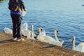 Back view no face woman giving food to swans in the lake. Feeding group of swans in the park. A simple pleasure for mental health