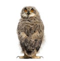 Back view on a One month Eurasian Eagle-Owl chick turning his head towards the camera, isolated on white Royalty Free Stock Photo