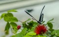 Back view of papilio memnon great mormon on red flower Royalty Free Stock Photo