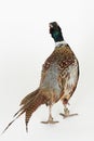 Back view of pheasant