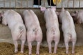 Back view of pigs feeding in organic rural farm agricultural. Livestock industry