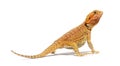 Back view of a Pogona looking up, agame barbu