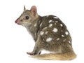 Back view of a Quoll sitting, isolated on white Royalty Free Stock Photo