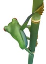 Back view of Red eyed treefrog on bamboo