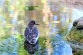 Back view of a Red-necked phalarope