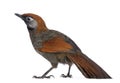 Back view on a Red-tailed Laughingthrush - Garrulax milnei