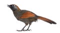 Back view on a Red-tailed Laughingthrush tweeting, looking up