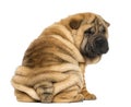 Back view of a Shar pei puppy sitting and looking at the camera Royalty Free Stock Photo