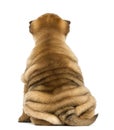 Back view of a Shar pei puppy sitting (11 weeks old) isolated on Royalty Free Stock Photo