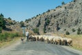 Back view of shepherd take her sheep to graze on the asphalt road between the mountains