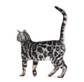 Back view of a silver bengal cat walking away tail up, isolated on white Royalty Free Stock Photo