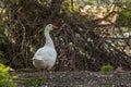 Back view of a single white goose resting outdoors Royalty Free Stock Photo