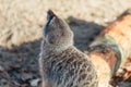 Back view of small meerkat