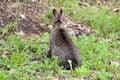 The back view of a snowshoe hare in the grass