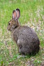 The back view of a snowshoe hare in the grass