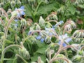 Back view of starflowers or borage. Royalty Free Stock Photo