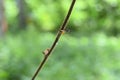 Back view of a striped Lynx spider looking away while sits on a hairy vine stem