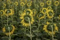 Back view of Sunflower field Royalty Free Stock Photo