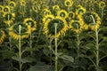 Back view of Sunflower field Royalty Free Stock Photo