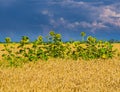 Back view of sunflowers in the wheat field under stormy sky Royalty Free Stock Photo