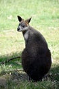 this is a back view of a swamp wallaby Royalty Free Stock Photo