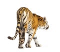 Back view of a tiger walking ok going away, big cat, isolated Royalty Free Stock Photo