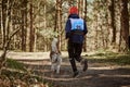 Back view to running Siberian Husky sled dog in harness pulling man on autumn forest country road