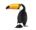 Back view of a Toucan toco, Ramphastos toco, isolated