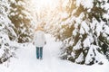 Back view of tourist walking in snowy forest between trees. Young woman walking in winter forest