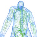 Back view of Transparent lymphatic system